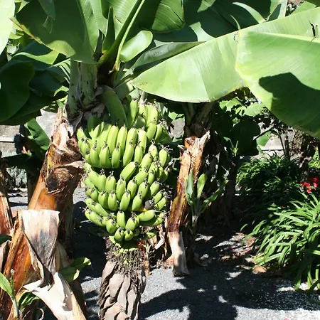 Lägenhetshotell Quinta Mae Dos Homens Funchal (Madeira)