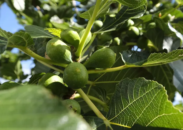 Appart hôtel Quinta Mae Dos Homens Funchal (Madeira)