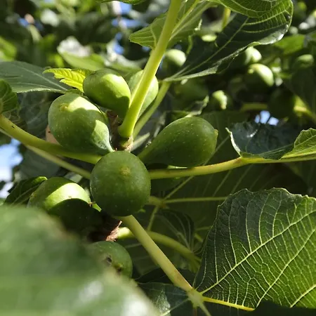Ξενοδοχείο με διαμερίσματα Quinta Mae Dos Homens Φουνκάλ