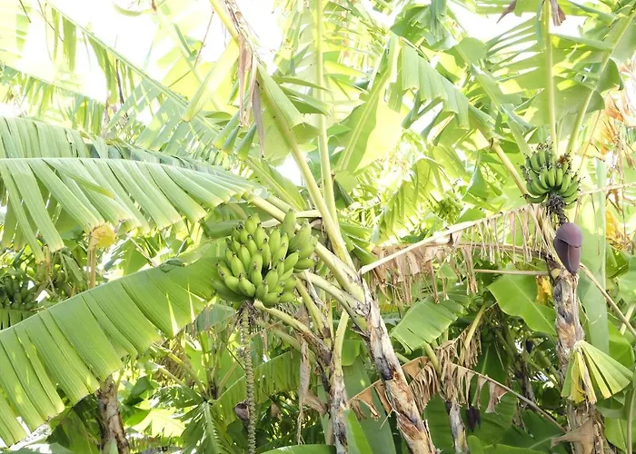 Quinta Mae Dos Homens アパートホテル