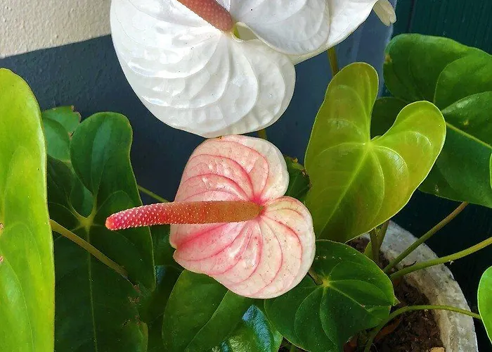 アパートホテル Quinta Mae Dos Homens フンシャル