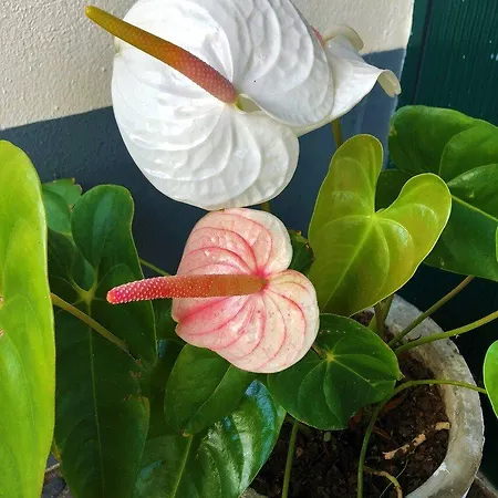 Apart Otel Quinta Mae Dos Homens Funchal