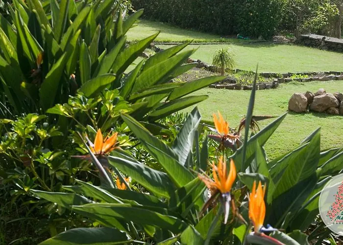 Quinta Mae Dos Homens